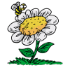 Daisy Bee Marguerite Maßliebchen