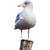 Möwe