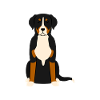 Grosser Schweizer Sennenhund