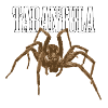 Tarentule