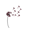 Pusteblume Graphics