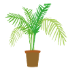 palm tree