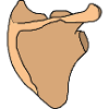 Omoplate scapula anatomie squelette os