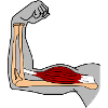 Biceps brachii muskel övre arm muskel Anatomi Styrka