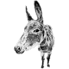 donkey