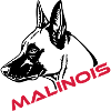 536 Malinois