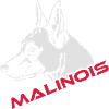 536 Malinois