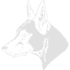 535 Malinois