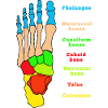 Foot Anatomy Bone Skeleton Physiotherapy