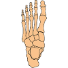 Foot Anatomy Physiotherapy Bone Skeleton