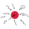 ovum and sperm cells