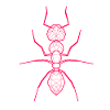 Ant Geometric