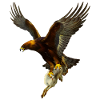 Eagle