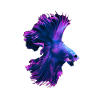 Betta Splendens Betta's Siamese Fighting Fish