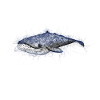 Drawing whale