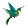 bird