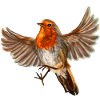 robin bird