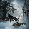 Stunning black and white wolf