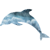 Dolphin sea
