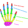 Hand Knochen Anatomie Mensch Evolution Physio