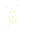 Flower bluhing