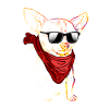 Cool chihuahua with sunglasses