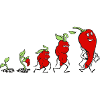 Chili evolution