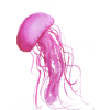 Méduse rose
