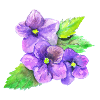 Three Violets