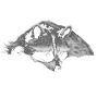 racoon