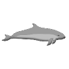 porpoise