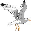 Mouette élégante en vol