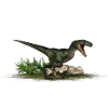 Velociraptor fleischfressender Dinosaurier Dino