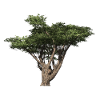 Acacia Building Tree Acacia Savannah