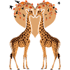 Amour de girafe