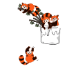 red panda