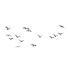 Black Birds