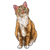 Kitten