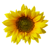 sonnenblume