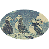 Puffin
