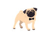 Pug Daddy Gift