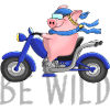 Funny pig on chopper cartoon