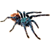 Vogelspinne