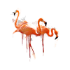 flamingo1