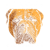 Mastiff dog Bullmastiff