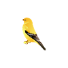 Oiseau Jaune