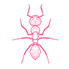 ant