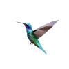 Hummingbird Polygon Hummingbird