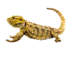 Mon dragon barbe vous regarde