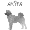 Akita en aquarelle